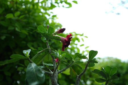 Desert Rose or Impala Lily or Mock Azalea flowerの写真素材