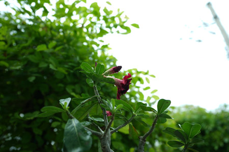 pink flower on tree in the garden, beautiful photo digital pictureの写真素材
