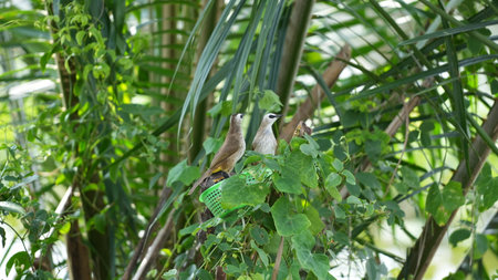 Yellow-vented Bulbul (Pycnonotus goiavier) in the gardenの写真素材