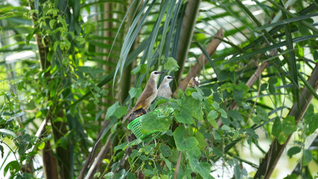 Black-headed Bulbul (Pycnonotus goiavier)の写真素材