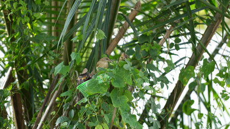 Babbler in the garden at Khao Yai National Park, Thailandの写真素材