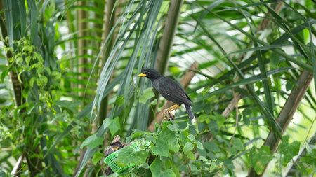 Bird in the nature. Common Myna, Acridotheres tristisの写真素材