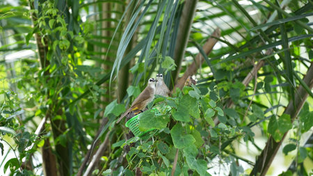 A Bulbul bird perched on a branch in a tropical garden.の写真素材