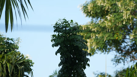 Green leaves of a tree on the background of the blue sky.の写真素材