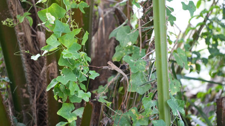 Chameleon on the tree in the garden. Animal in nature.の写真素材