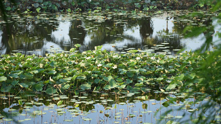 Lotus pond with reflection of green leaves and trees in the waterの写真素材