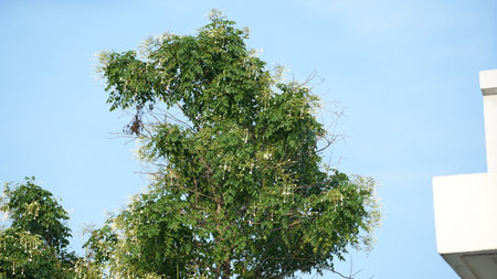 Tree with white flowers and blue sky in the background, Thailand.の写真素材