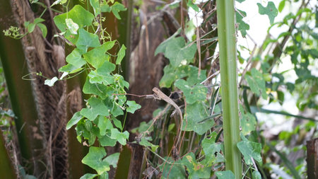 Chameleon sitting on a branch of a tree in the gardenの写真素材