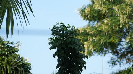 Tree with green leaves on the background of the sea and sky.の写真素材