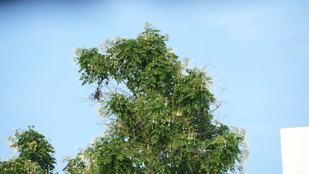 Moringa oleifera is a species of flowering plant in the family Oleaceae.の写真素材