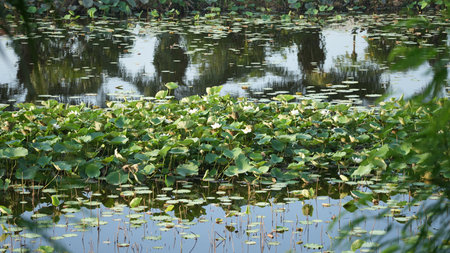 Lotus in the pond with reflection of trees in the water.の写真素材