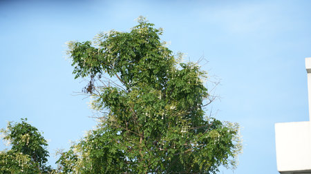 tree and blue sky, photo as a background, photo as a background, digital imageの写真素材