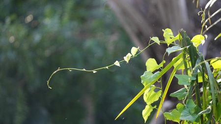 Green leaf in the garden with copy space for text or image.の写真素材