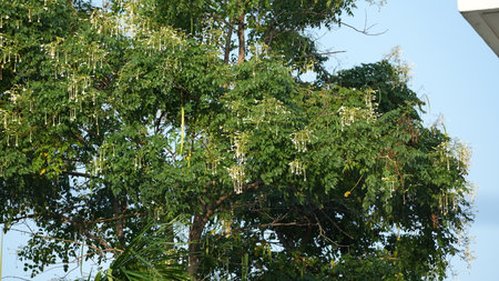 Banyan tree with white flowers and green leaves in the gardenの写真素材