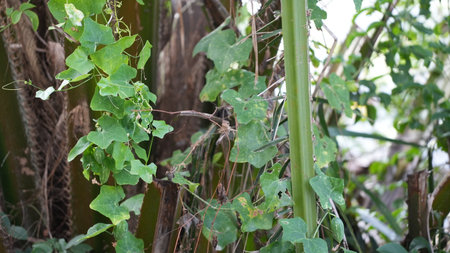 The common creeper (Cucurbita creeper)の写真素材