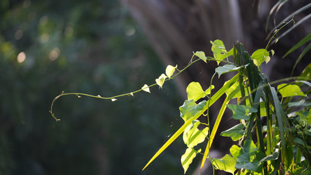 Green leaves on a tree in the garden, closeup of photoの写真素材