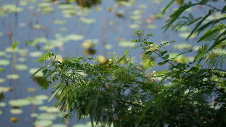 mimosa flowers on the water in the garden, nature backgroundの写真素材