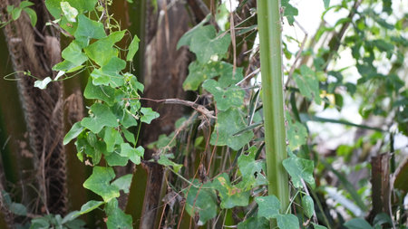 Close up of a dragonfly sitting on a plant in the gardenの写真素材