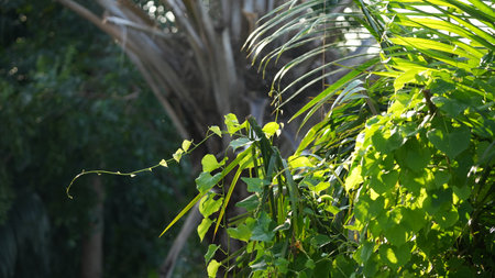 Tropical plant in the garden with green leaves and sunlight.の写真素材