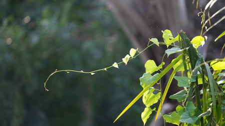 Green leaves and branches of a plant in the garden, nature backgroundの写真素材