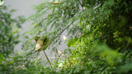 green leaves in the park, nature background, green leaves in the parkの写真素材
