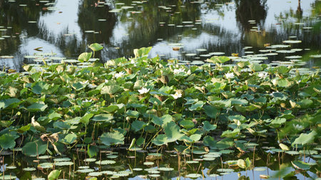 Lotus in the pond with reflection of trees in the water.の写真素材