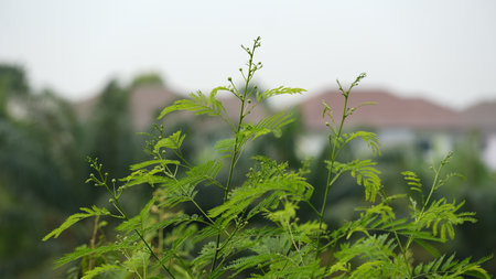 Green leaves in the garden. Natural background. Shallow depth of field.の写真素材