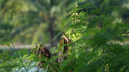 Ferns and ferns growing in the tropical forest.の写真素材