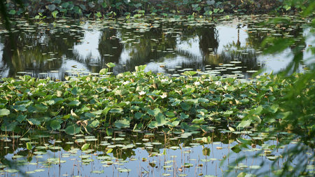 Lotus in the pond with reflection of green leaves and trees.の写真素材