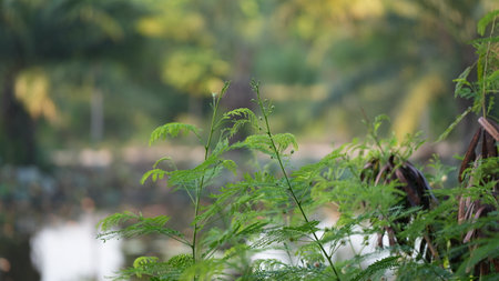 Fern leaves in the garden. Natural background. Selective focus.の写真素材