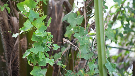 Lizard on the green leaf in the garden at thailand.の写真素材