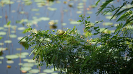 mimosa flowers on the pond in the garden at thailandの写真素材