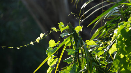Green leaves of a plant in the garden on a sunny day.の写真素材