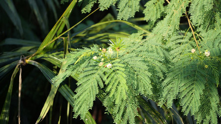 Green leaves of acacia tree, Acacia auriculataの写真素材