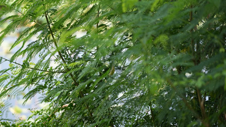 Green leaves in the garden. Nature background. Selective focus.の写真素材