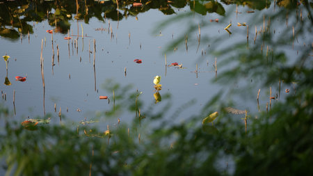 Lotus in the pond with reflection of green leaves and trees.の写真素材