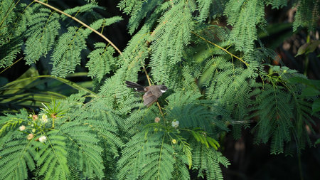 A black-crowned Bulbul (Pycnonotus melanoleucus) in the nature.の写真素材