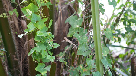 Chameleon on the tree in the garden, Thailand.の写真素材