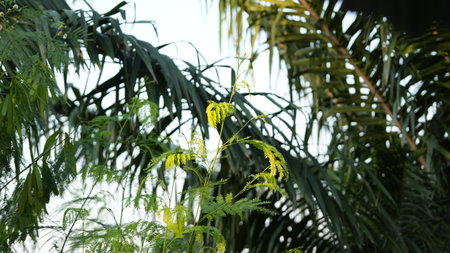 Palm tree in the garden with green leaves, nature background.の写真素材