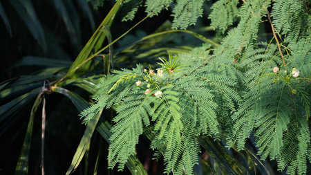Flowering Acacia tree, Acacia auriculataの写真素材