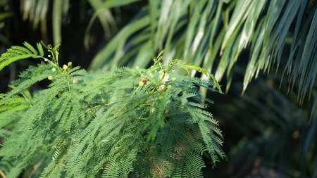Green leaves of acacia tree, Acacia auriculataの写真素材