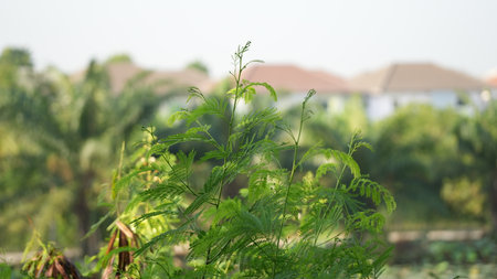 Close up of green plant in the garden with blurred background, stock photoの写真素材