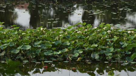 Lotus flower in the pond with water lily pads and leavesの写真素材