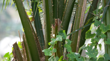 Foliage of a palm tree in the garden, stock photoの写真素材