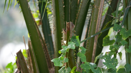 Close-up of a lizard sitting on a branch of a palm treeの写真素材