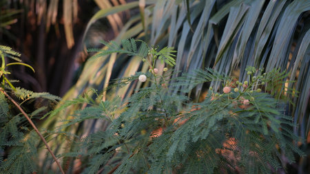 Euphorbia pulcherrima tree in the garden.の写真素材