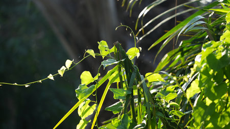 Green leaves in the garden. Selective focus and shallow depth of field.の写真素材