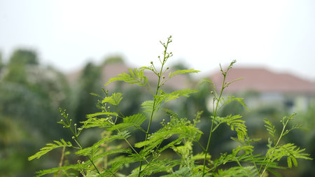 Close up of green plant in the garden. Natural background. Selective focus.の写真素材