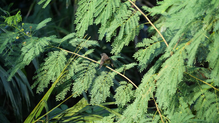 beautiful small bird in the forest, nature series. tiny bird in the forestの写真素材