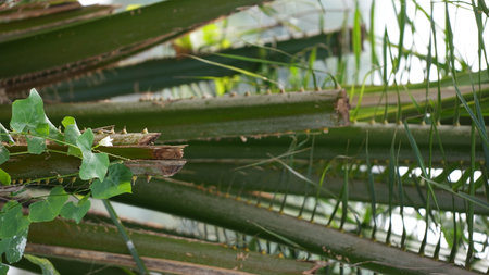 coconut tree in the garden at thailand, close upの写真素材